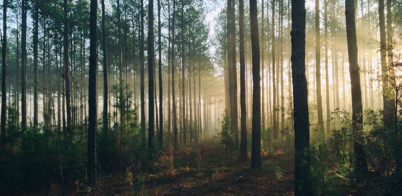 Výzva na predkladanie samostatných žiadostí o priame podpory na lesnícke opatrenia na rok 2024