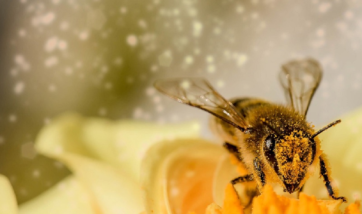 Oznámenie k poskytovaniu pomoci na vykonávanie opatrení zahrnutých do vnútroštátneho programu pre sektor včelárstva na podporný rok 2022/2023.